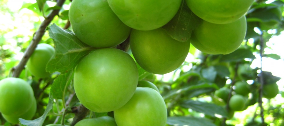 altın fiyatına 1 kilo erik