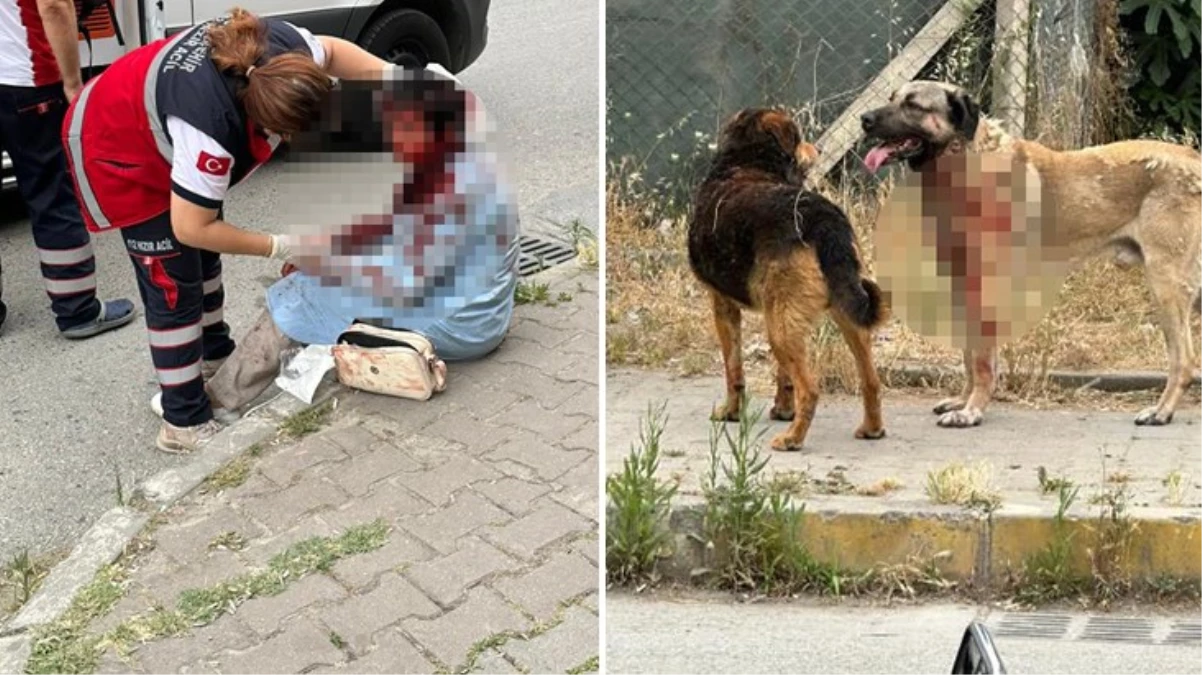 İstanbul’da köpeğin yoldan geçen kadına saldırdığı dehşetle ilgili 1 kişi gözaltında