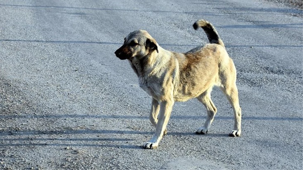 Van’da 9 yaşındaki çocuğa sokak köpeği saldırdı
