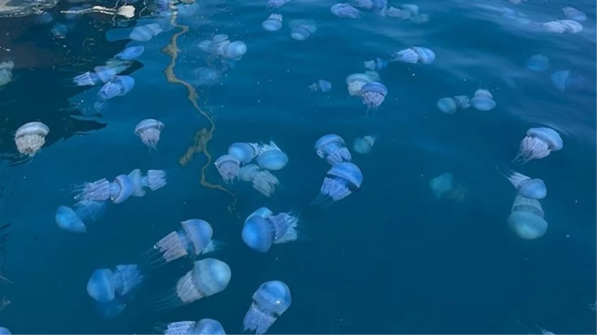 İzmir Körfezi ve Foça kıyılarındaki deniz anası yoğunluğu vatandaşları tedirgin etti: Ölü olsalar dahi dokunmayın