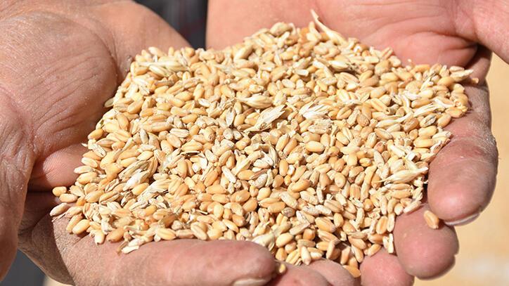 Tahıl ürünlerinde ‘sarı pas’ hastalığı!