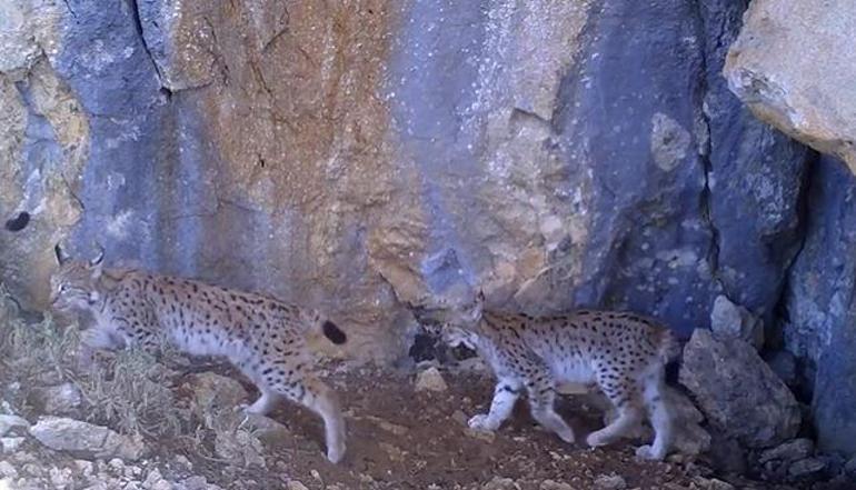 Vaşakla kangal köpeği karşıya karşıya geldi! İnanılmaz meydan okuma