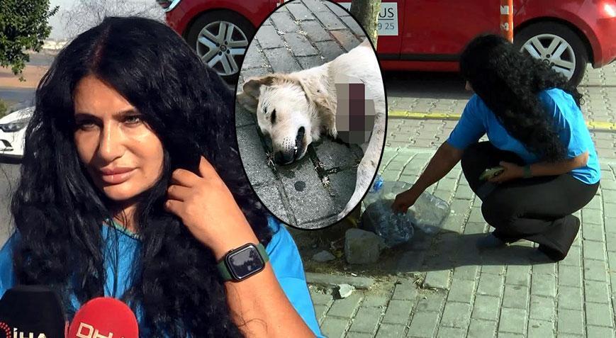 Avcılar’da vahşet! Sokak hayvanları tek tek kesici aletle öldürüldü