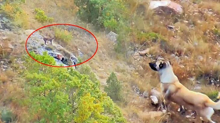 Vaşakla kangal köpeği karşıya karşıya geldi! İnanılmaz meydan okuma