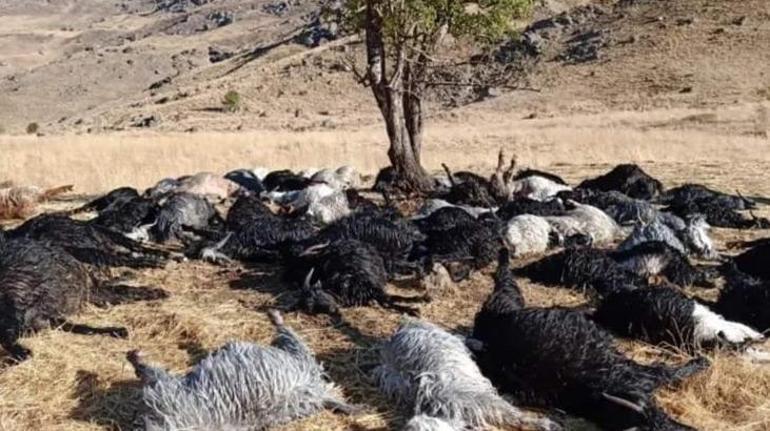 Yer: Hakkari! Yıldırım düşmesi sonucu 62 küçükbaş öldü