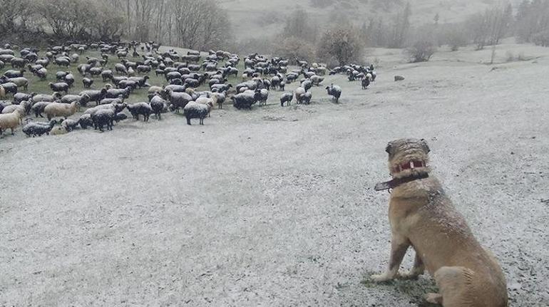 Kıyıda yağmur, yüksekte kar var! Ekipler Doğu Karadeniz'de teyakkuz halinde