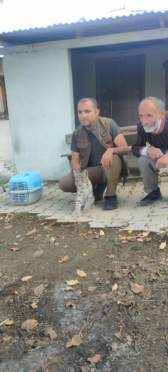 Ormanda karşılaştığı vaşak yavrusu, peşinden köye kadar geldi