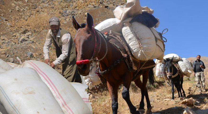 İlkbaharda toplanıp torbalara koyuluyor! 2 ay bekletilip at sırtında taşınıyor