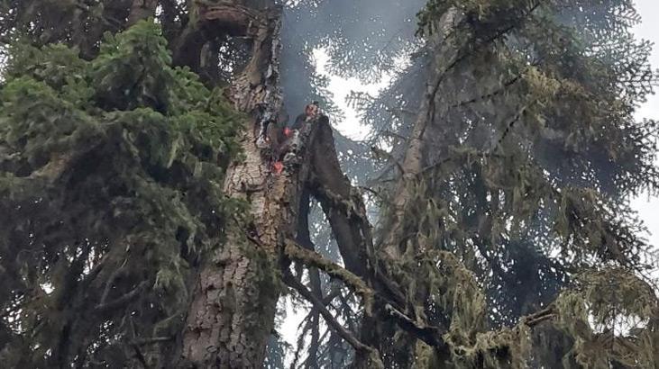 Artvin’den yıldırım düşmesi sonucu orman yangını çıktı