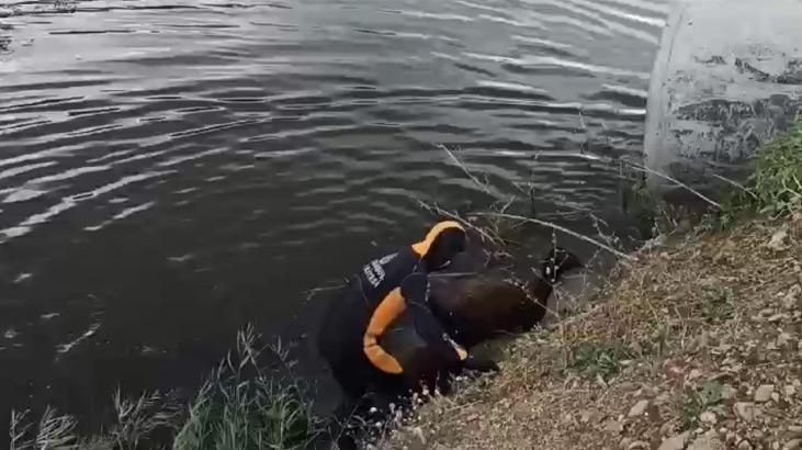 İstanbul’da köpeklerden kaçan 16 koyun dereye düştü