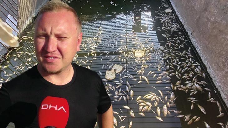 Sulama kanalında oksijensiz kalan yüzlerce balık öldü! ‘Her sene bu olay oluyor’