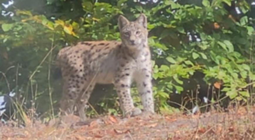 Nesli tükenme tehlikesinde! Böyle görüntülendi…