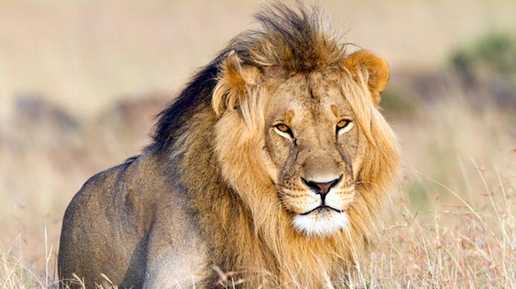 İnsan sesi yaban hayvanlarını aslan sesinden daha çok korkutuyor