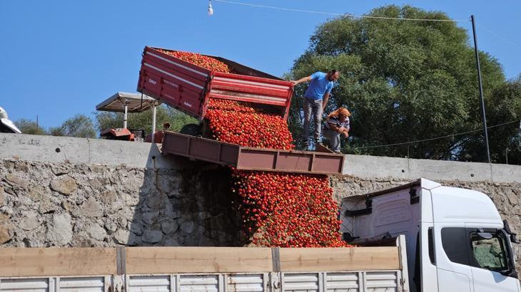 Domates üreticisi düşük fiyatlar nedeniyle dertli