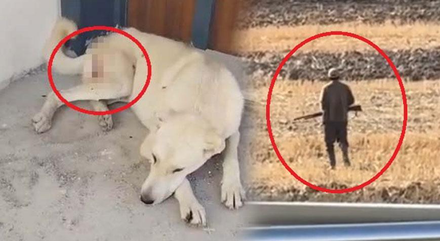 Kayseri’de vahşet! Tüfekle vurulan 2 köpekte 200 saçmaya rastlandı