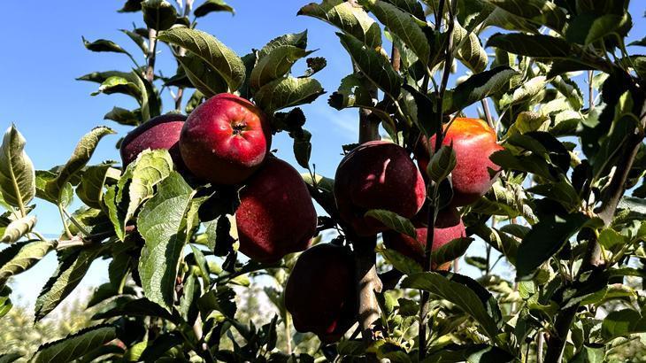 Tarlada 5 lira olan elmanın fiyatı markette 30 liraya kadar çıkıyor