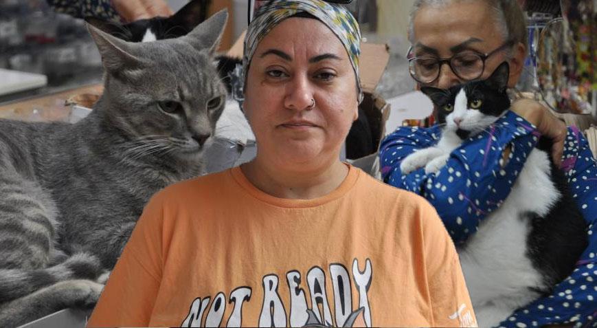 4 kedi bir anda ortadan kayboldu! Çarşı yönetimi ile ilgili korkunç iddia