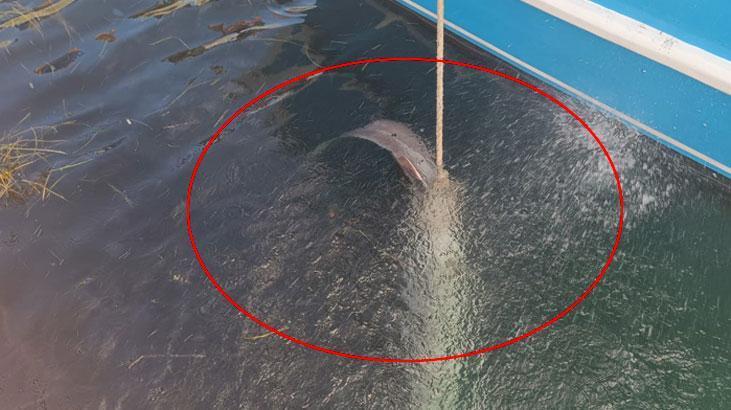 Denize attığı ağ bir anda ağırlaştı! Kıyıya sürükleyince gözlerine inanamadı