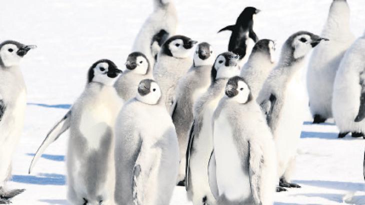 Antarktika’nın yarısı 25 yılda eridi