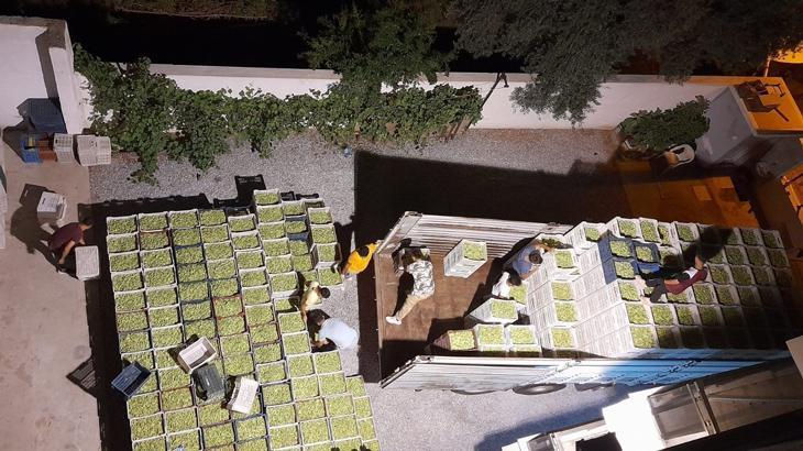 Aydın ekonomisine 50 milyon TL’lik katkı