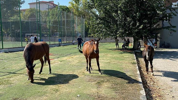 Manisa’da yılkı atları, şehir merkezine indi