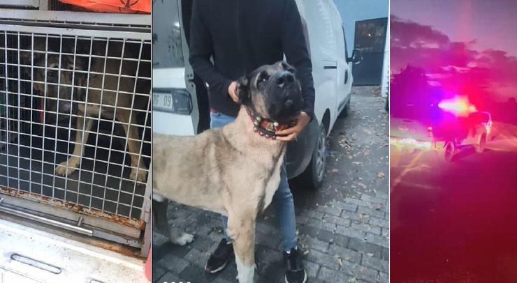 İhbar geldi, harekete geçildi! Saat 05.00’te köpek dövüştürenlere baskın