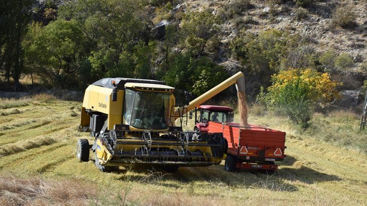 Çeltik hasadı başladı