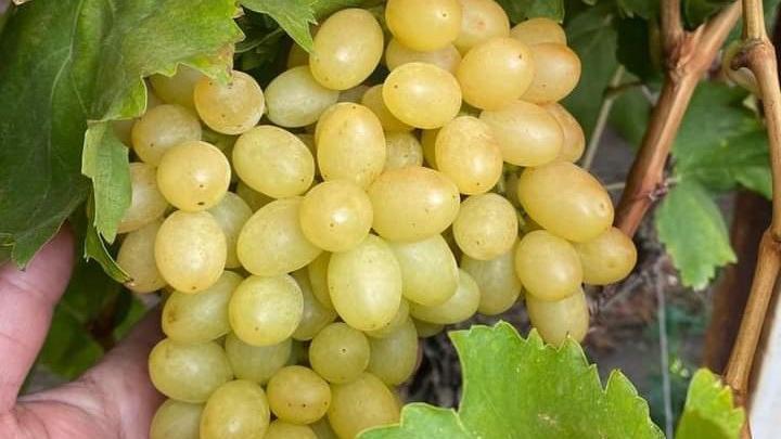 Manisa’da üzüm hasadı devam ediyor