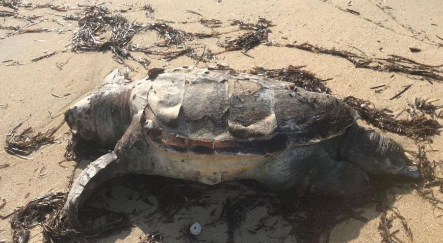 Edirne’de sahile inen vatandaşlar şoke eden manzara ile karşılaştı