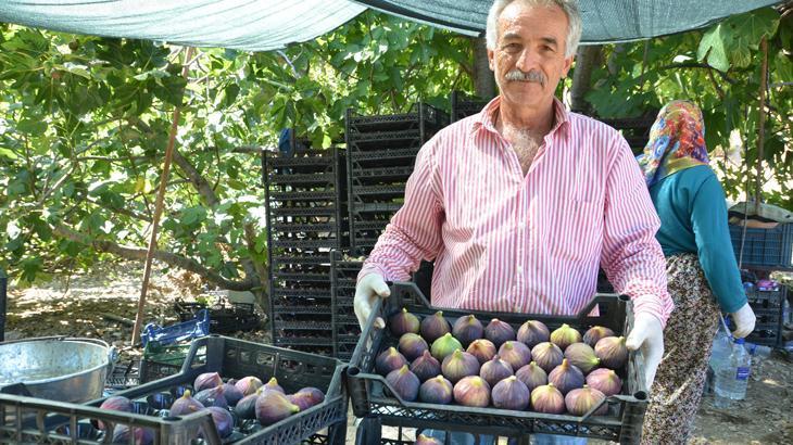 İncirde düşük rekolte!