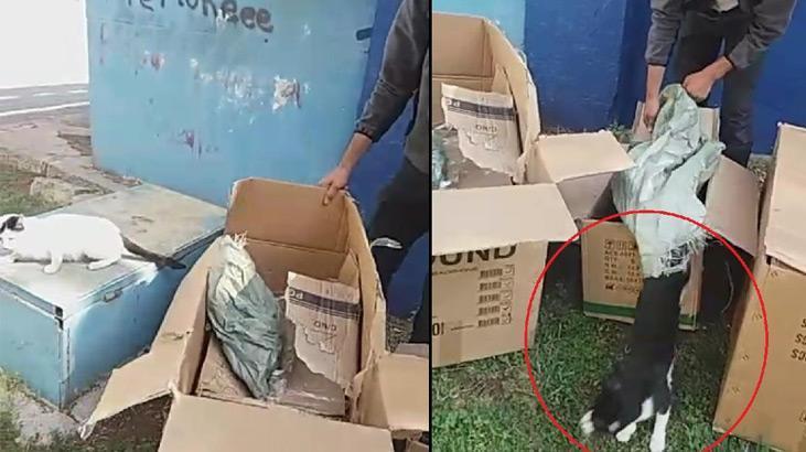 İsyan ettiren olay! Kedileri poşete koydu, parka bıraktı