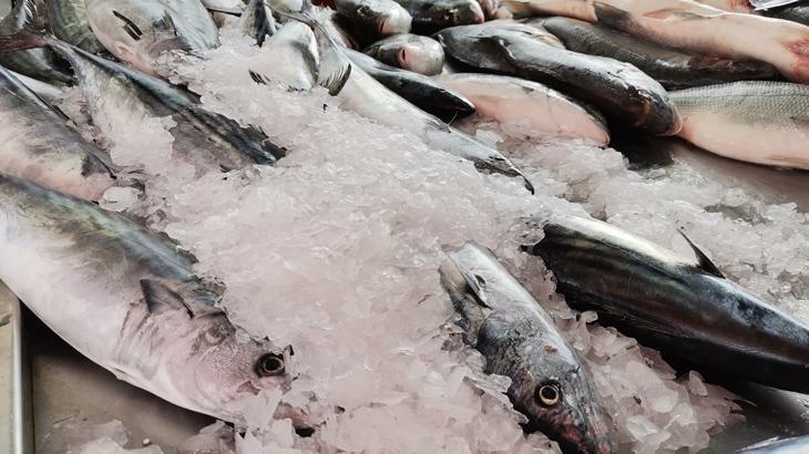 Palamut kıtlığı!