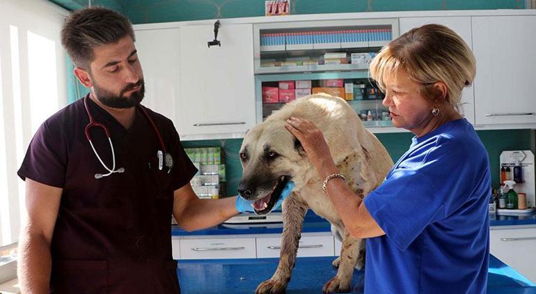 Kayseri'de vahşet! Tüfekle vurulan 2 köpekte 200 saçmaya rastlandı