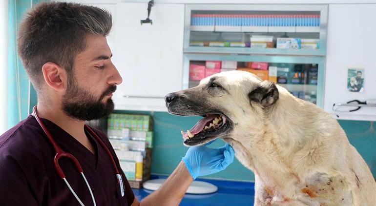 Kayseri'de vahşet! Tüfekle vurulan 2 köpekte 200 saçmaya rastlandı