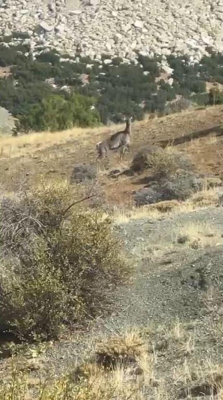 Burdur'da geyik şaşkınlığı