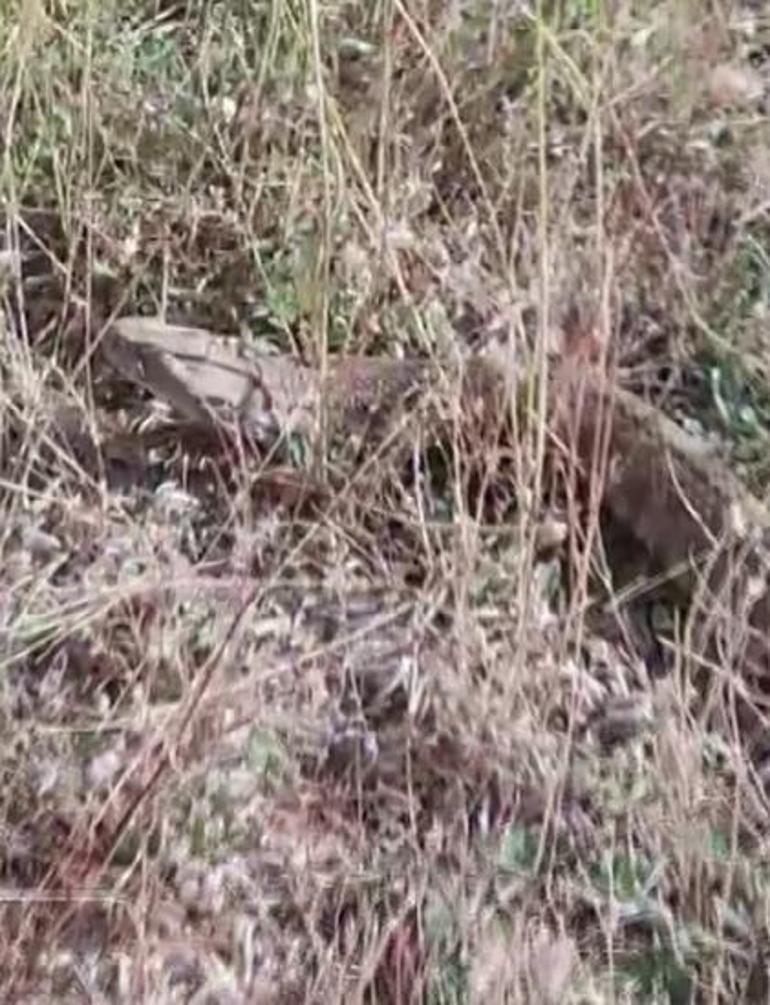 Dev yılan Sivas'ta görüntülendi! Türkiye'nin en zehirli türü