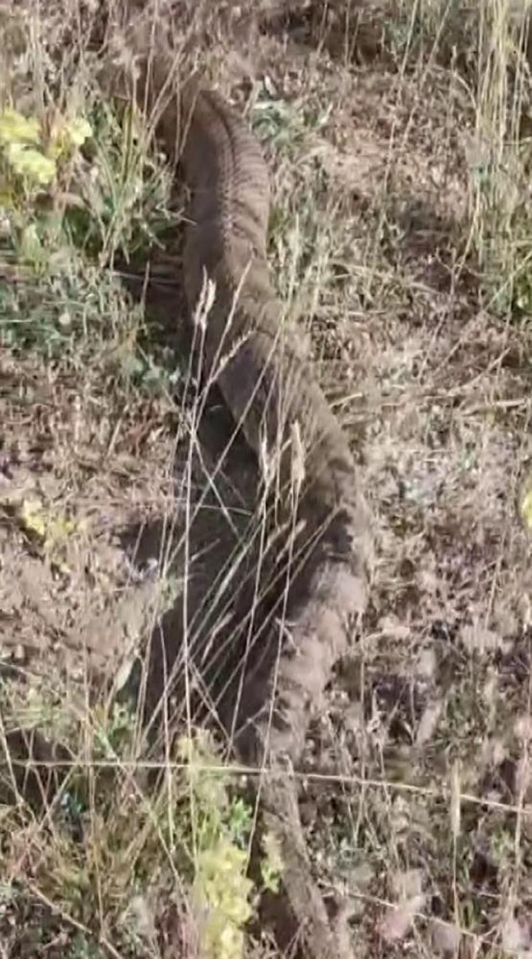 Dev yılan Sivas'ta görüntülendi! Türkiye'nin en zehirli türü