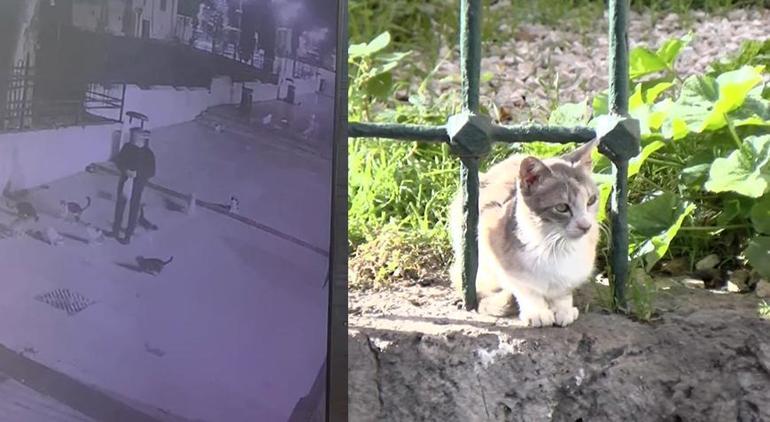 Fatih’te korkunç olay! 'Hayvan sever gibi değil kurban seçer gibi seviyordu'