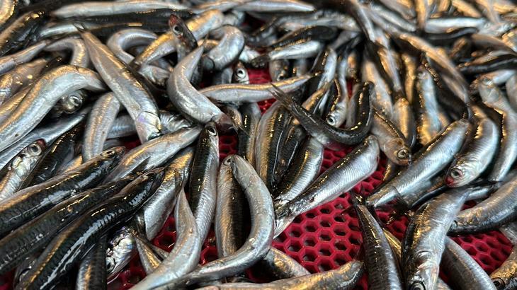 Balık çeşidi azalıyor