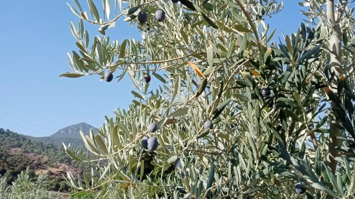 Zeytin rekoltesinde düşüş