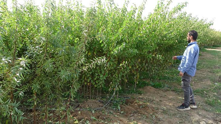 Malatya’da üreticiler işçi bulmakta güçlük çekiyor!