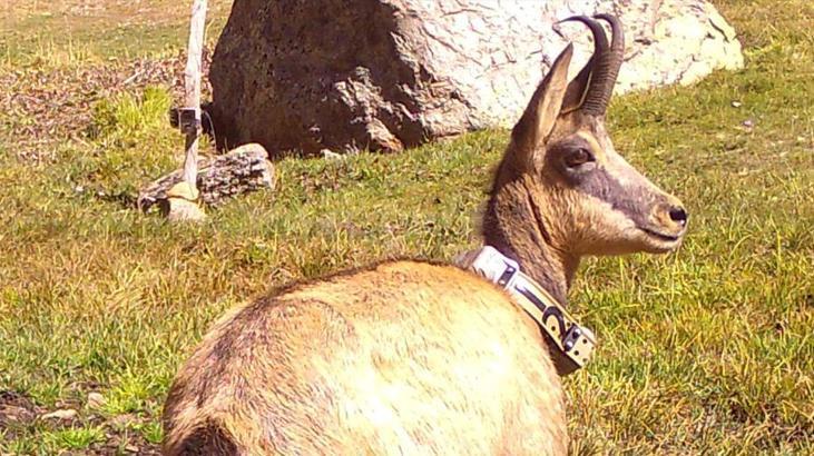21 yaban keçisi bir yıl boyunca izlendi! Dikkat çeken veriler ortaya çıktı