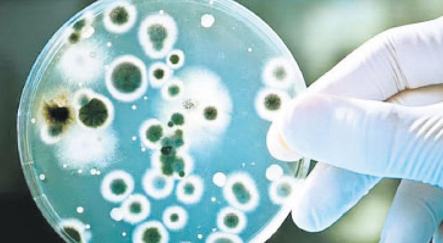 Ölümcül mantar salgını uyarısı