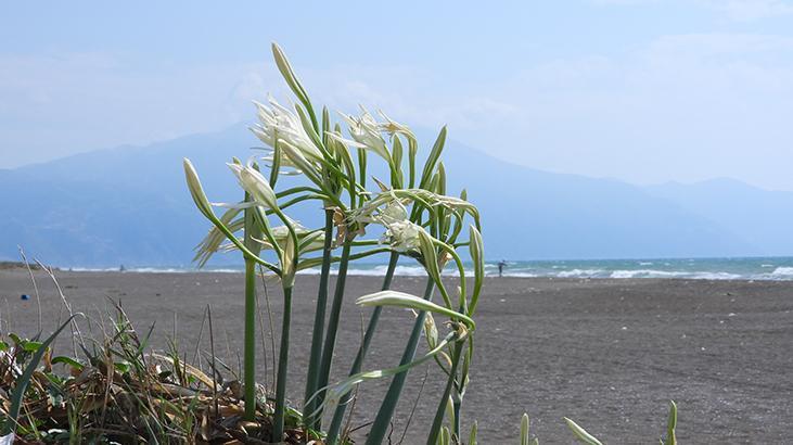 Türkiye’nin en uzun sahili! 14 kilometrelik kumsalda zenginlik yatıyor