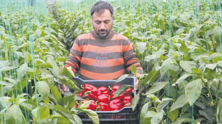 Tarım üretici enflasyonu aylık bazda geriledi