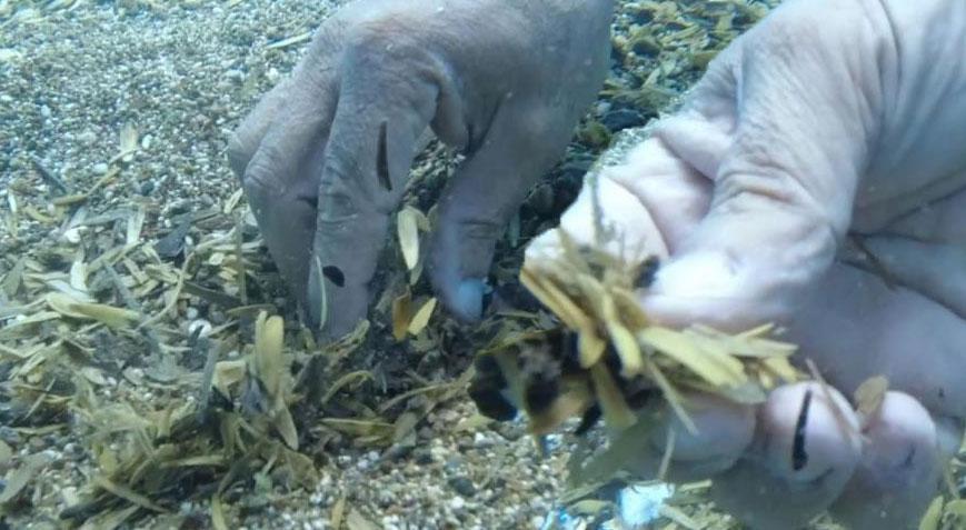 Dünyaca ünlü sahilin denizinde korkutan manzara! ‘Toplayabileceğimiz bir şey değil’