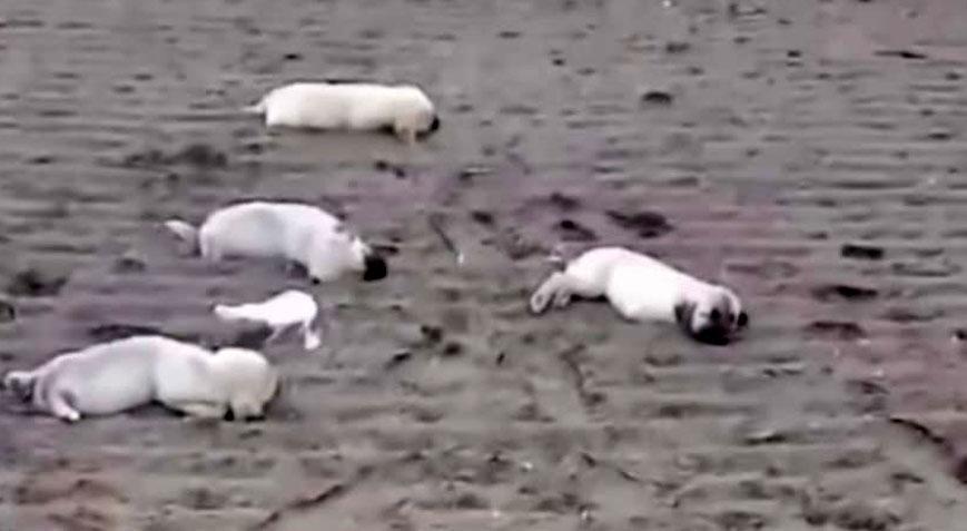 Korkunç iddia! Telef olan annesini emmeye çalışan yavru yürekleri sızlattı