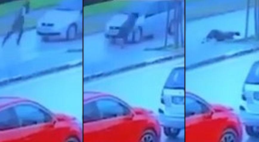 Oscarlık performans! Otomobilin önüne atladı, kimse oralı olmayınca kalkıp uzaklaştı