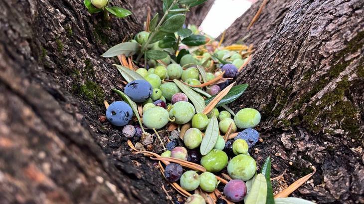 Zeytin ağaçlarında rekolte düşük
