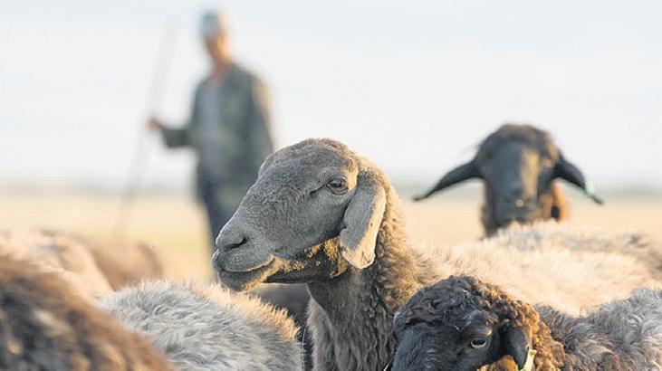 Çoban desteği 30 bin TL’ye yükseltildi
